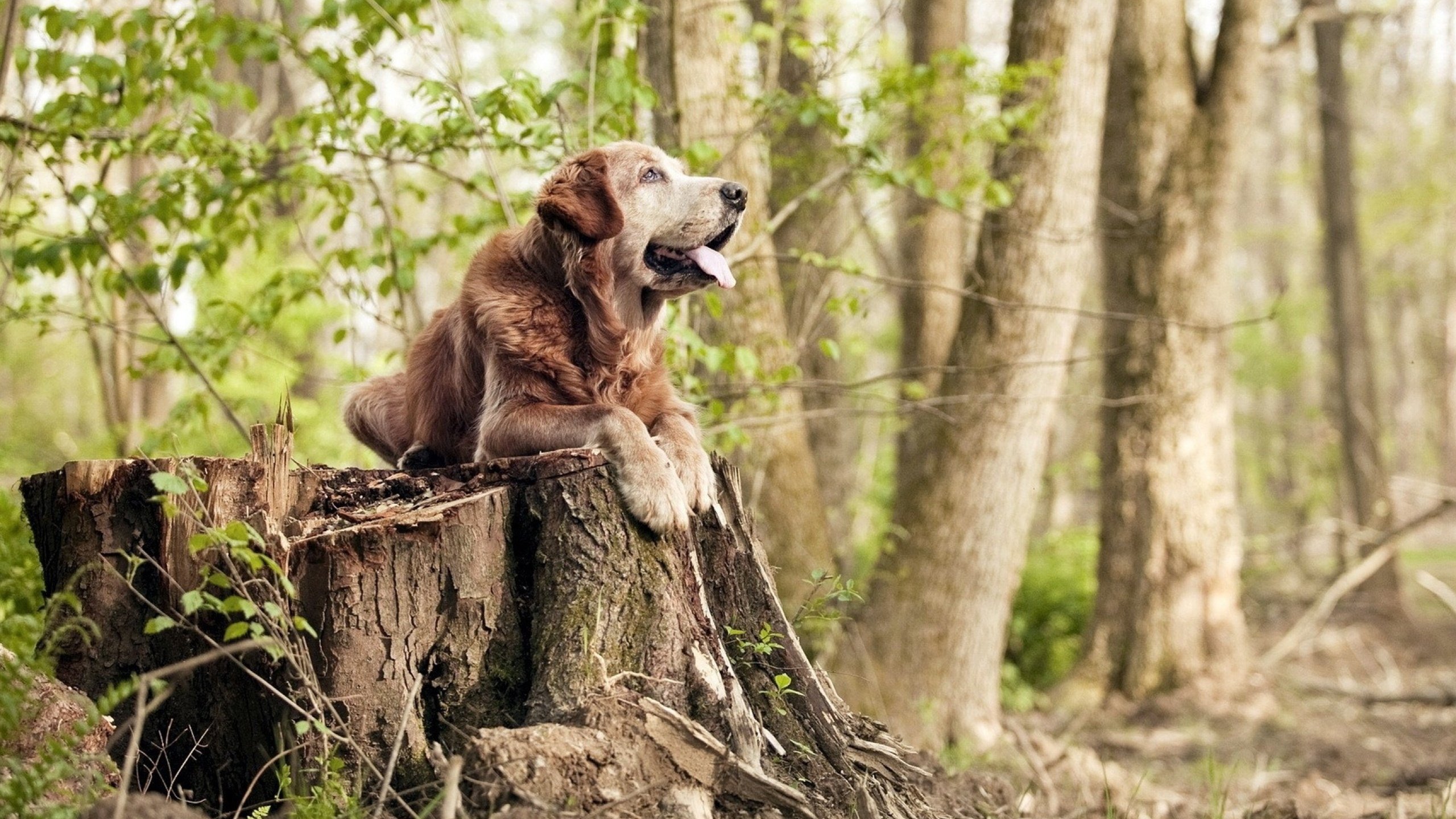 雷火电竞官网-血染的救赎，世界排名前夜，他用一记绝杀劈开自己与过往的幽冥